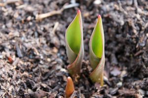 Blumen wachsen im Frühling