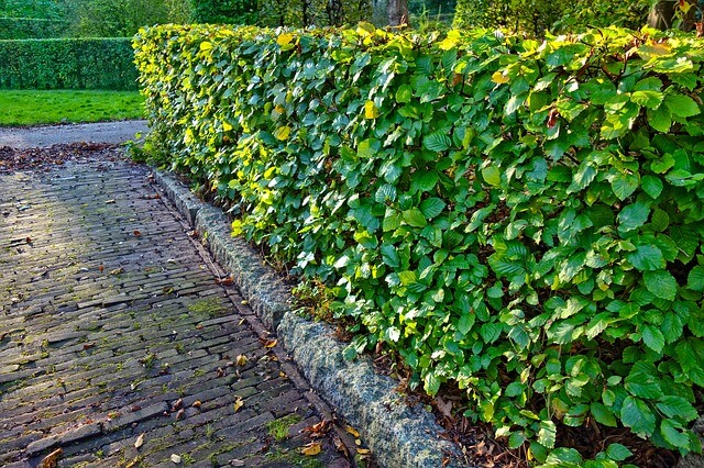 Gartenhecke